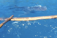 Boot-Shark