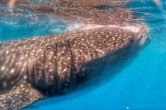 Oslob-Whale-Shark