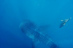 Whale-Sharv-oben