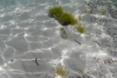 Bootfisch